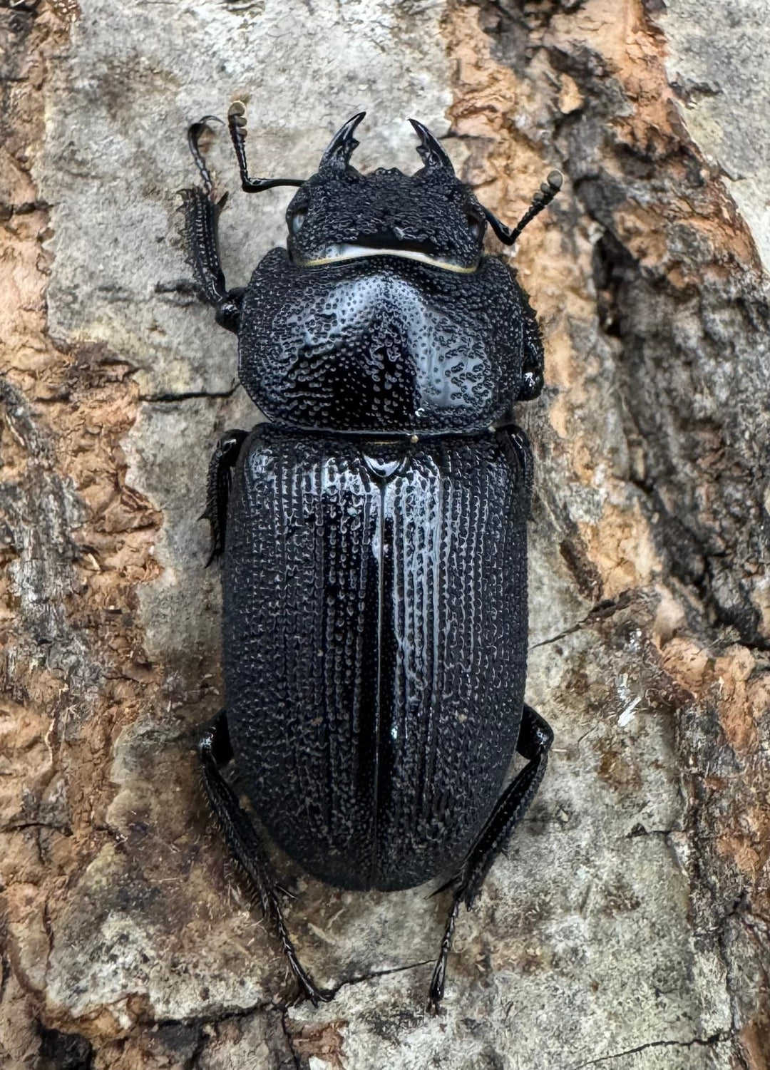 【WD】《ドルクス zhouchaoi（メンシウス ssp.） 27mm ペア》