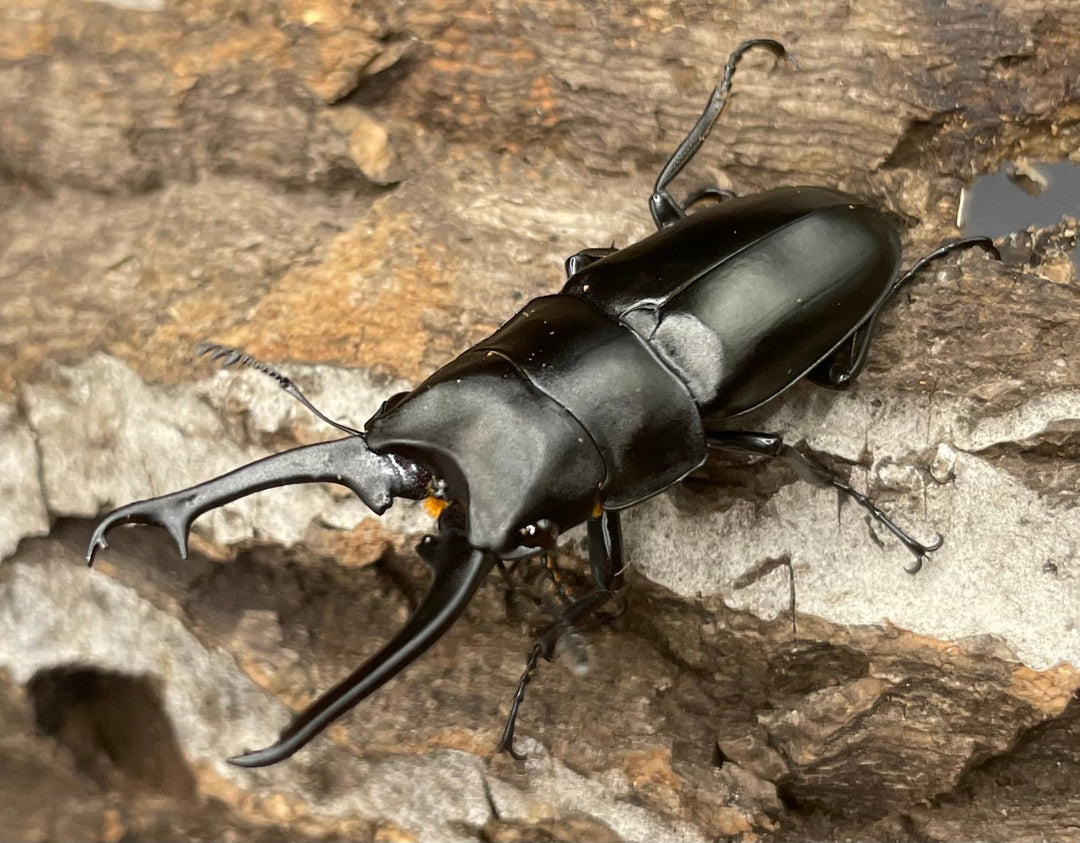 【WD】貴重種《ポレクトゥスノコギリクワガタ 47.5mmUP ペア B品》