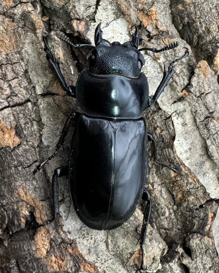 【WD】《マンディブラリスフタマタ 98.5mm ペア》