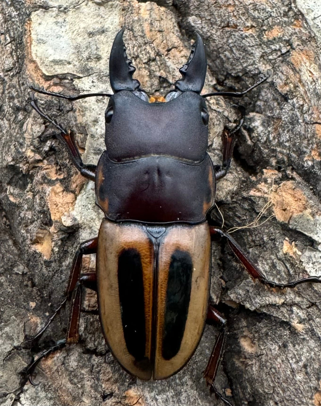 【WD】《ラテラリスノコギリ原名亜種 37mm ペア》