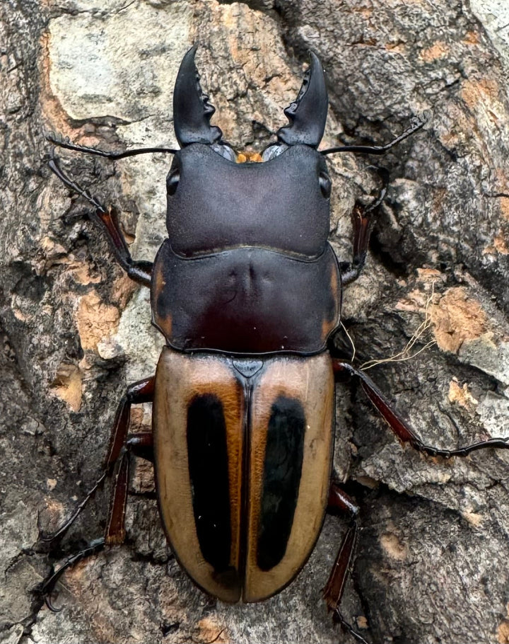 【WD】《ラテラリスノコギリ原名亜種 37mm ペア》