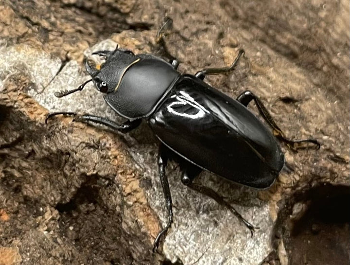 【WD】超貴重種《スピネウスノコギリクワガタ 36mmUP ペア B品》