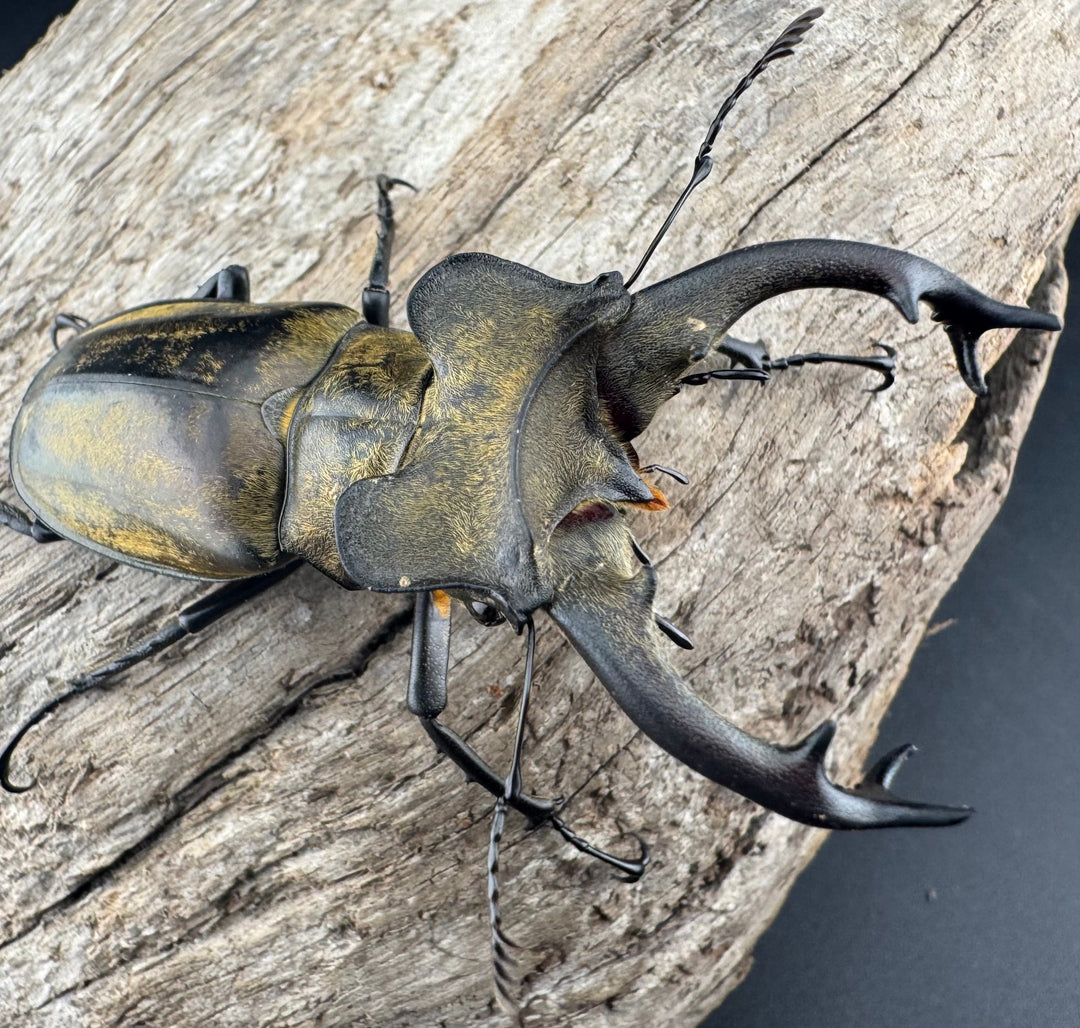 【WD】《セリケウスミヤマ ssp. 64mm ペア》