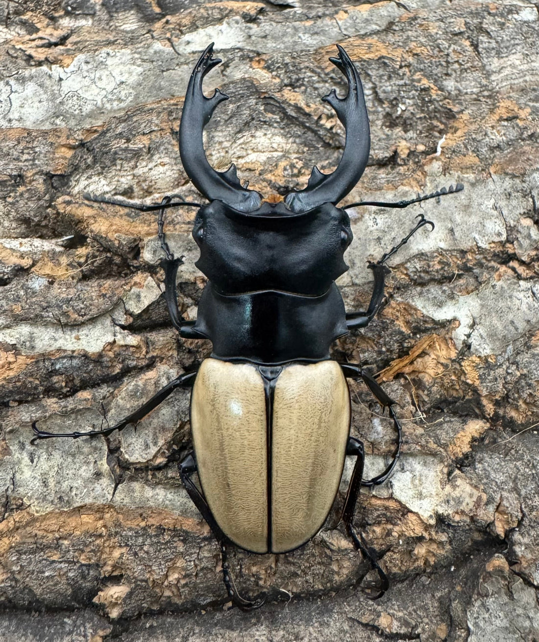 【WD】《モウホツヤクワガタ亜種エレガンス 72mm ペア》