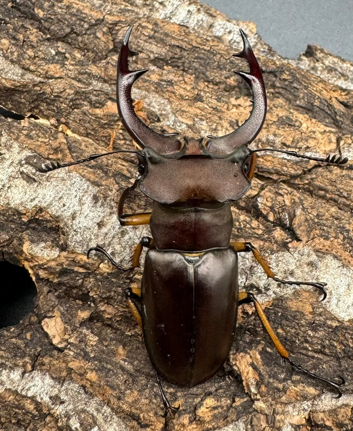 【WD】《フェアメイルミヤマクワガタ 52mm ♂♀♀トリオ》