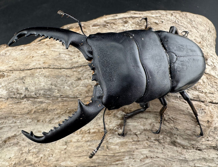 【WD】《パラワンオオヒラタ 90mm ペア》