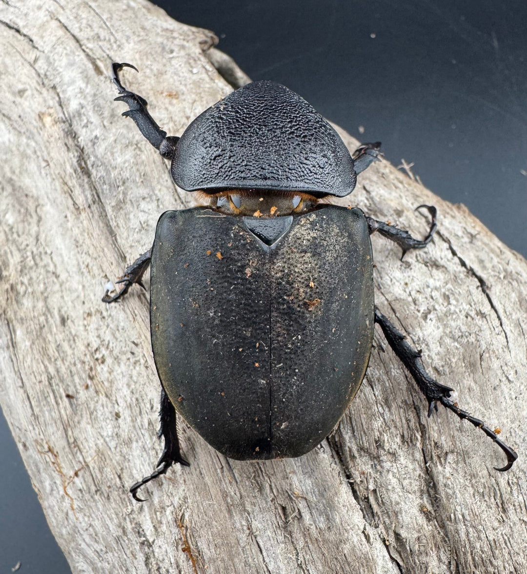 【WD】良型《ミンダナオアトラスオオカブト キダパワン産 96mm ペア》