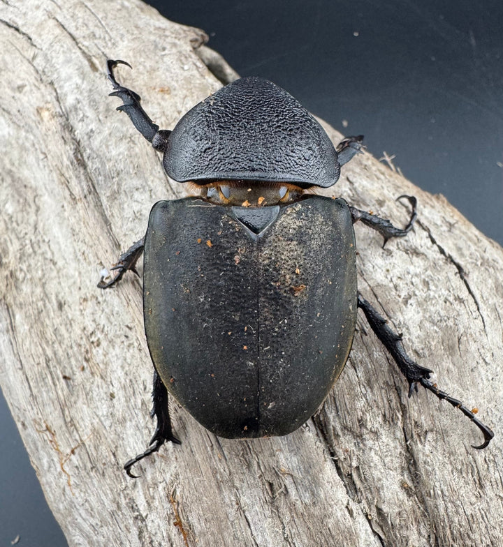 【WD】良型《ミンダナオアトラスオオカブト キダパワン産 96mm ペア》