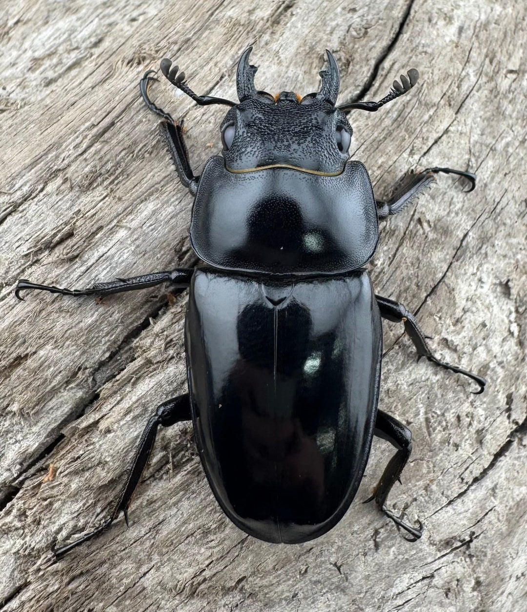 【WD】《コンフキウスノコギリ 安徽省産 66.5mm ♂♀♀トリオ》