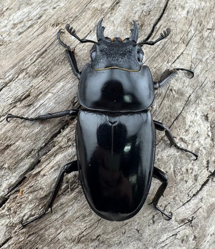 【WD】《コンフキウスノコギリ 安徽省産 66.5mm ♂♀♀トリオ》