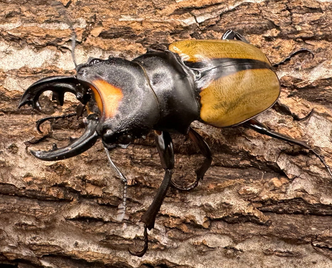 【WD】《ラコダールツヤクワガタ アチェ産 63mm ペア》