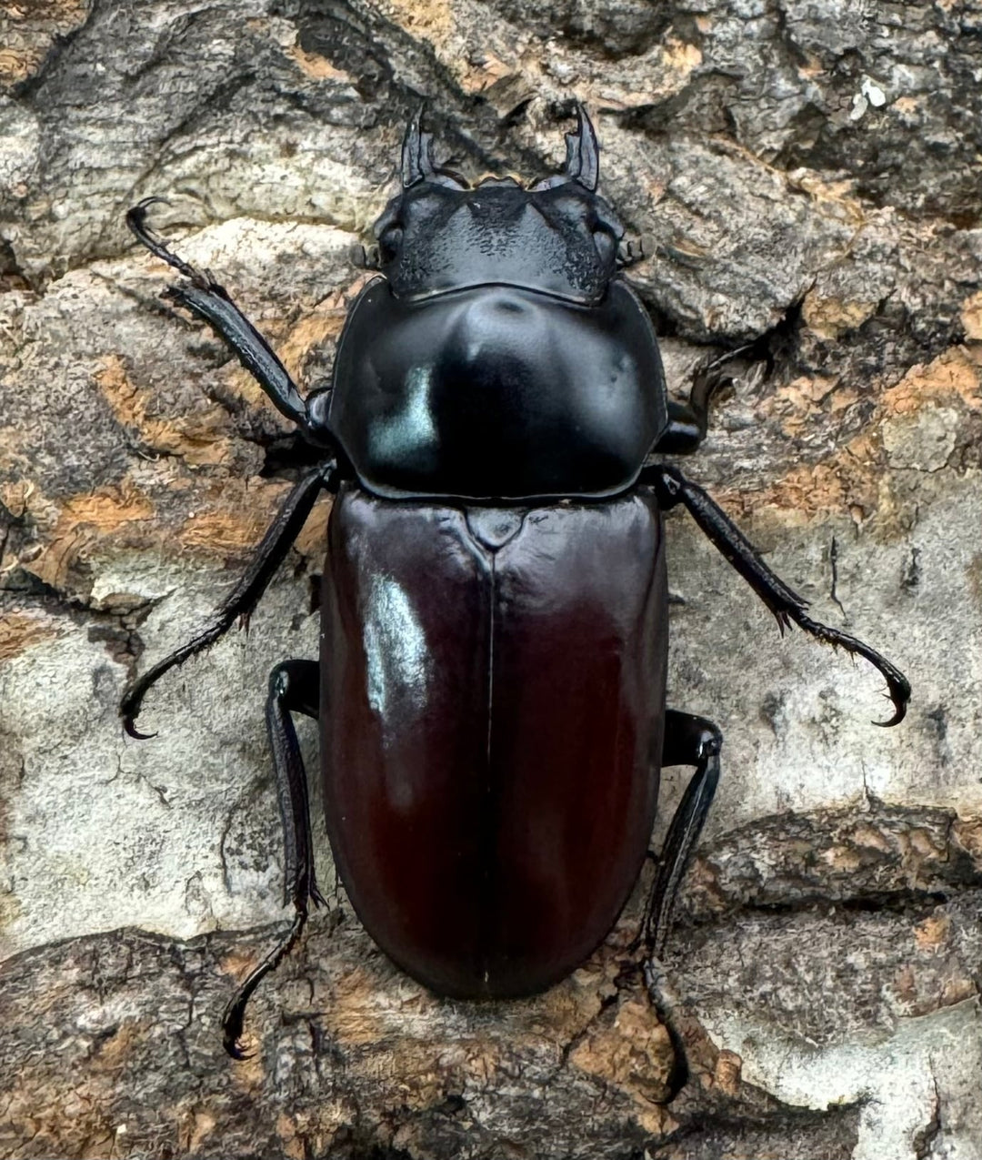 《アローコクワ亜種ノブヒロイ 57mm ペア》①