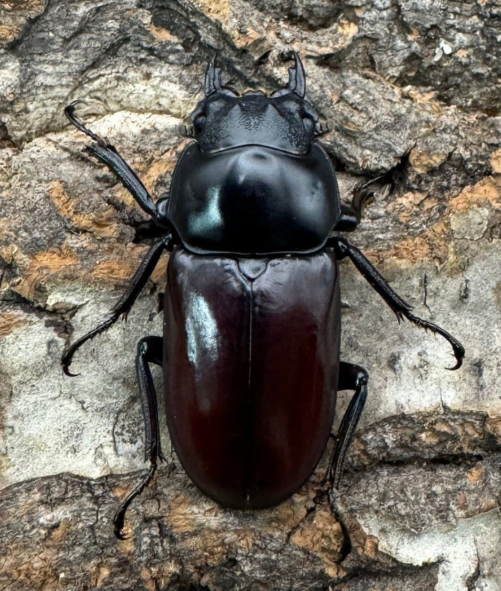 《アローコクワ亜種ノブヒロイ 57mm ペア》①