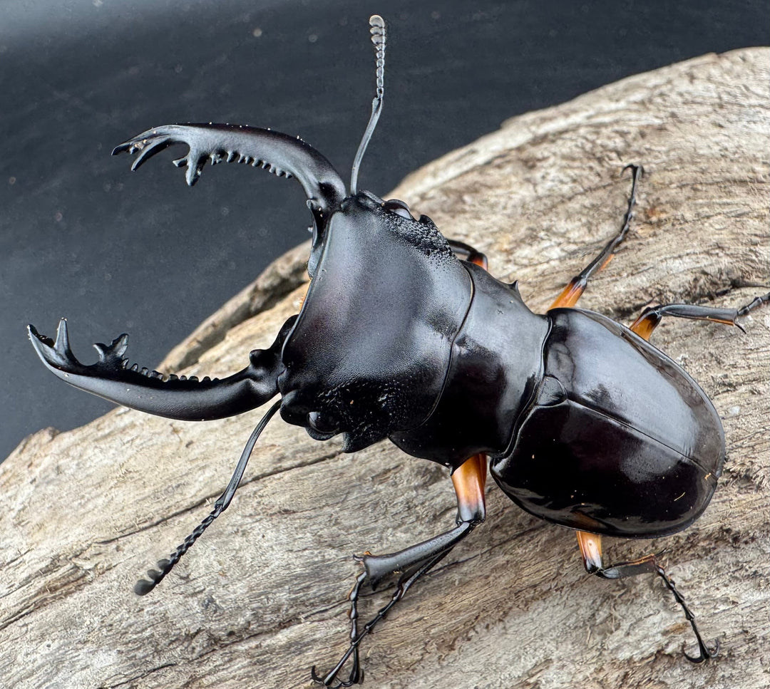 【WD】《インペリアリスツヤ亜種komorii リサル産 64.5mm ペア》