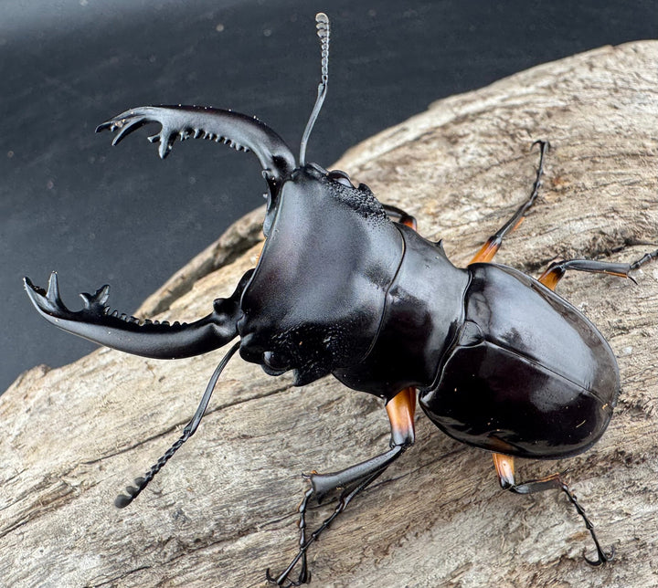 【WD】《インペリアリスツヤ亜種komorii リサル産 64.5mm ペア》