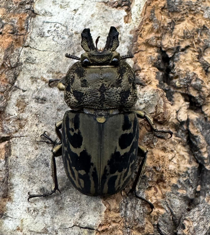 《ムナコブクワガタ ♂♀♀トリオ》