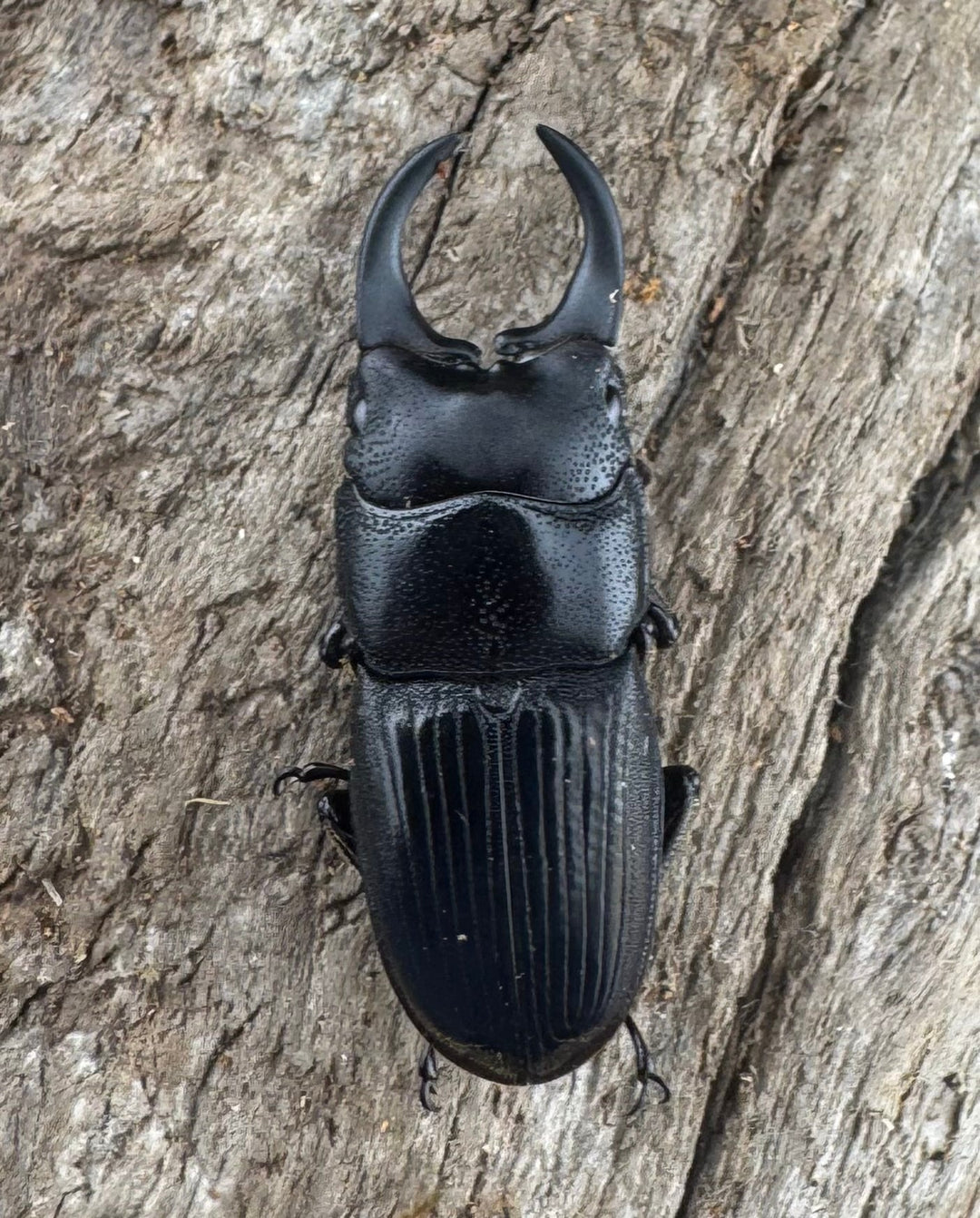 【WD】レア種《ミンダナオネブト 25mm ペア》