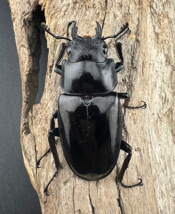 《ギラファノコギリ亜種ダイスケ ネグロス島産 100mm ペア》