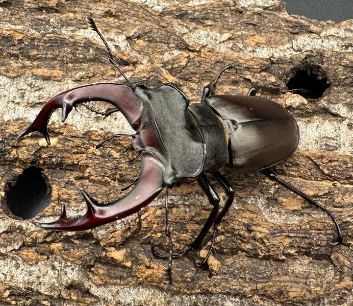 即ブリ《ヨーロッパミヤマ（ケルブスミヤマ） 70mm ペア》