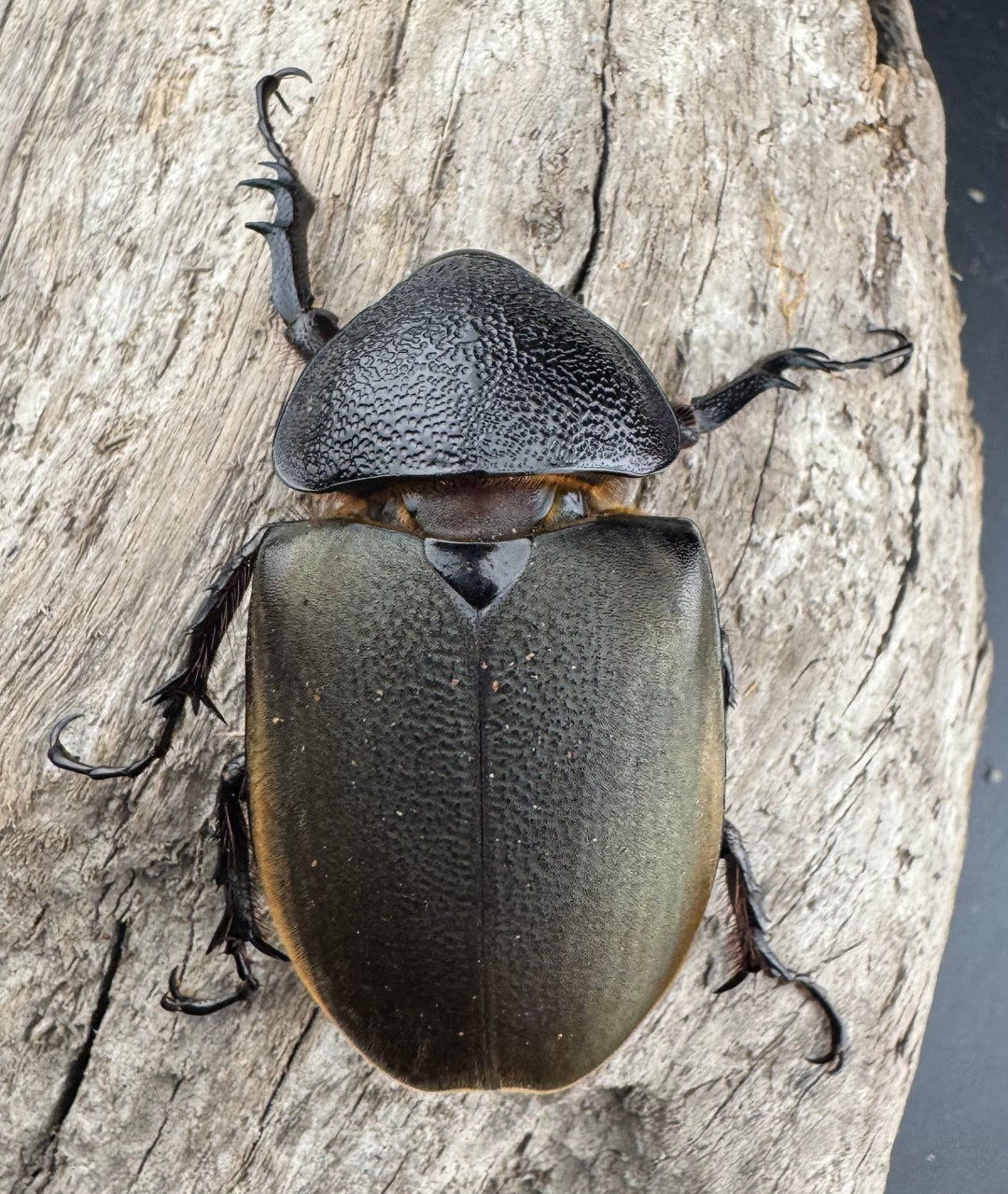 【WD】美形《ジャワコーカサスオオカブト 107mm ペア》