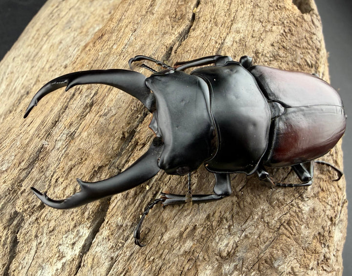 《ドンキエルコクワ原名亜種 ミャンマー産 67.5mm ペア》