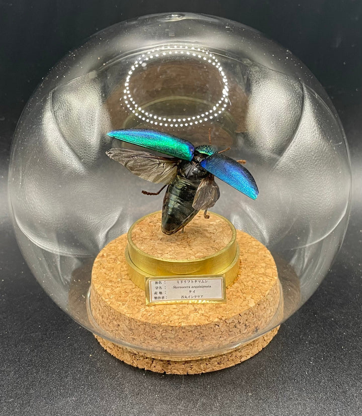 インテリア標本《ミドリフトタマムシ》