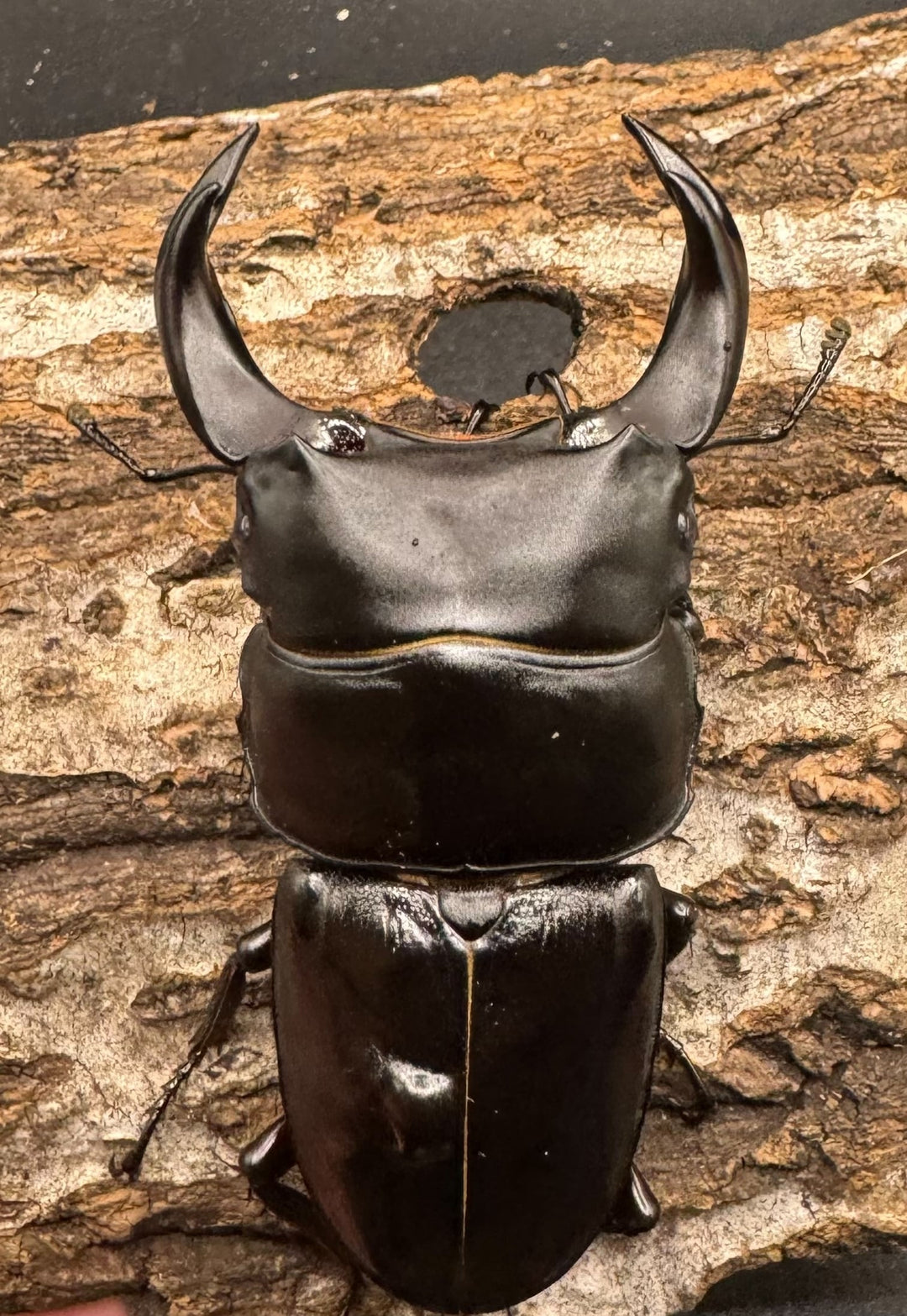 《ホペイオオクワ JS 72mm A'品ペア》