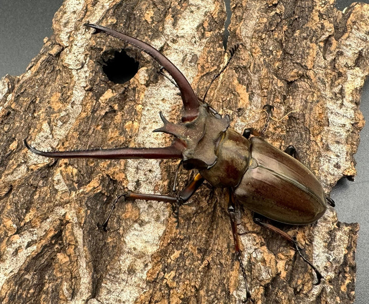 【WD】《プラネットミヤマ 73mm ペア》