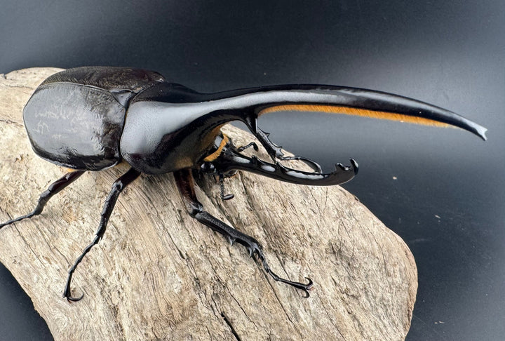 《ヘラクレス・ヘラクレス 132mm ペア》