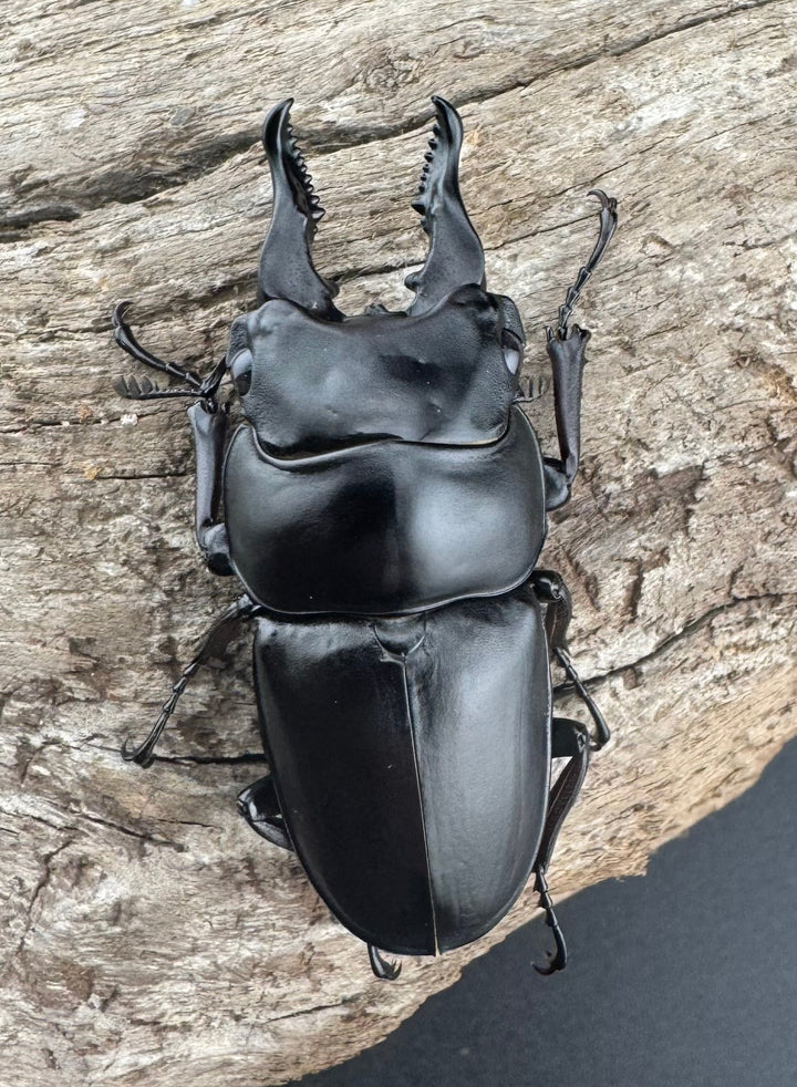 【WF3】《セリコルニスノコギリ 46.5mm ♂単》