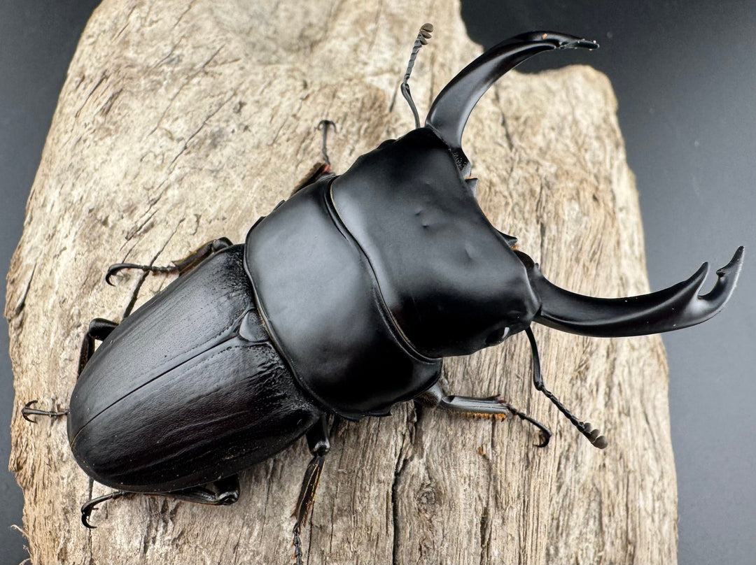 【WD】《ミンダナオパリーオオクワ キダパワン産 70mm ペア》