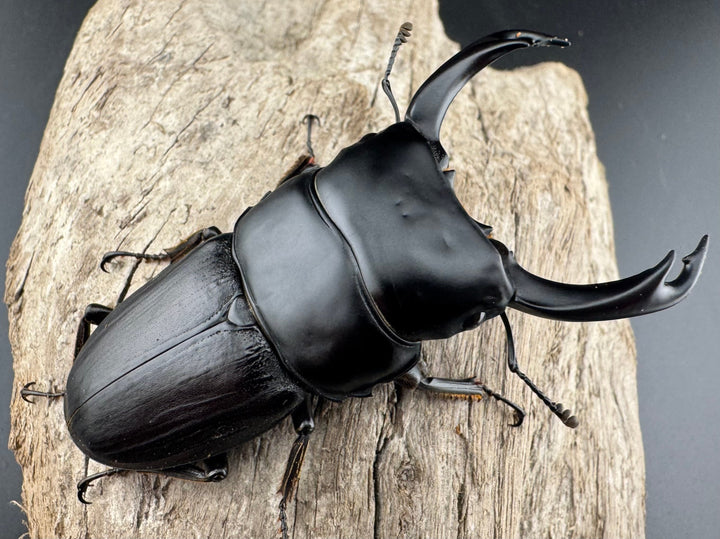 【WD】《ミンダナオパリーオオクワ キダパワン産 70mm ペア》