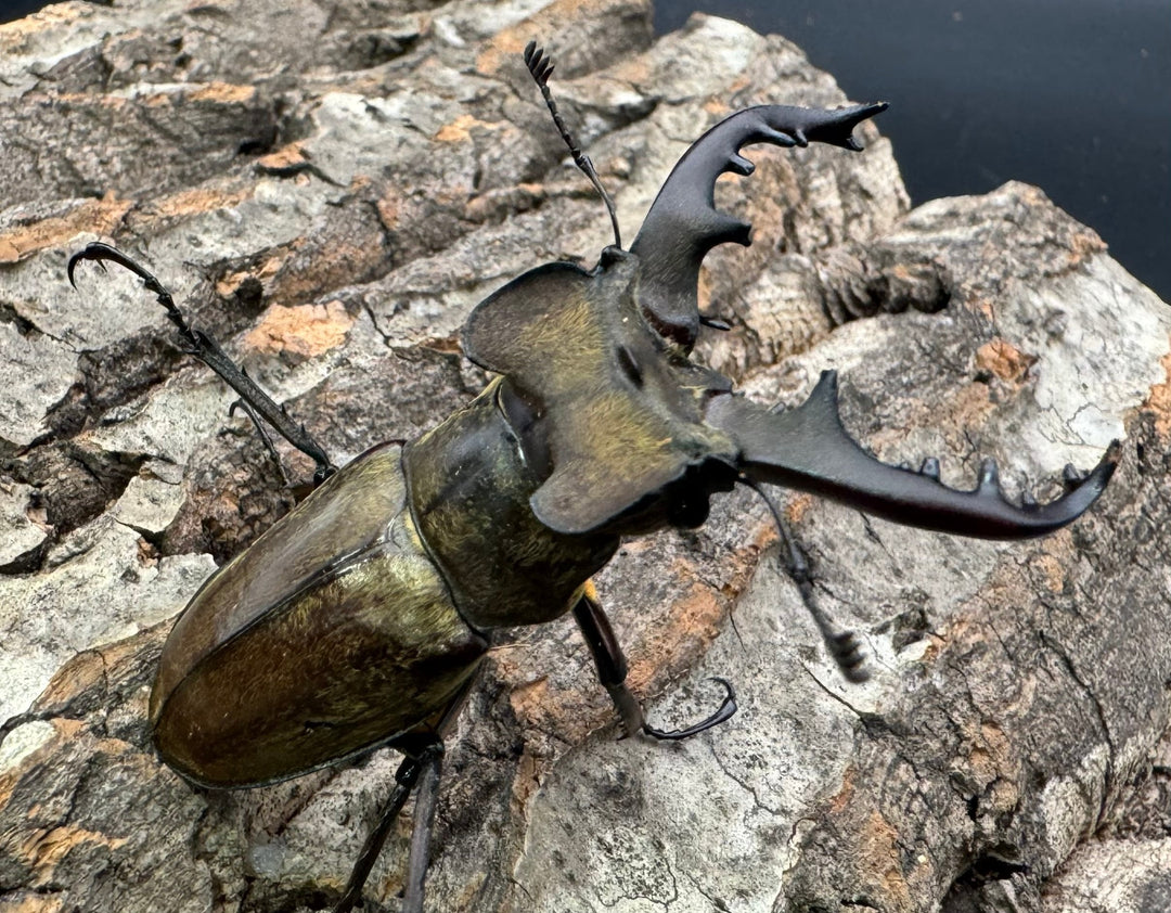 【WD】《ミヤマクワガタ 福島県産 ペア》