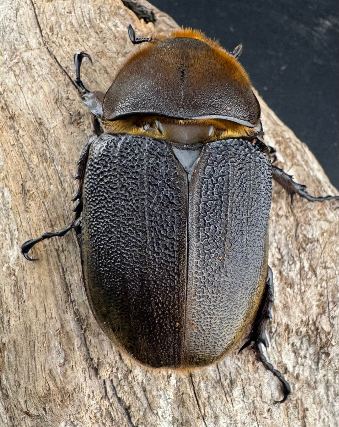 即ブリ《ヘラクレス・ヘラクレス 優良血統 139mm ペア》