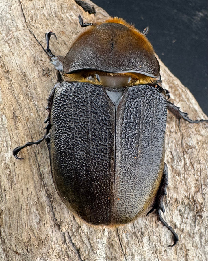 即ブリ《ヘラクレス・ヘラクレス 優良血統 139mm ペア》