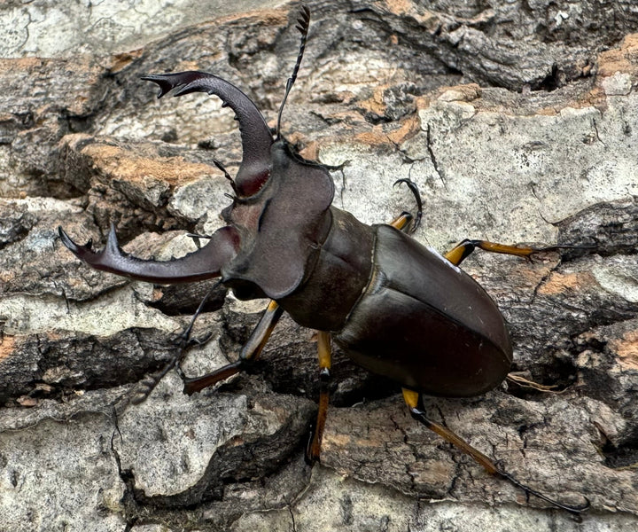 【WD】《フェアメイルミヤマクワガタ 46mm ♂♀♀トリオ》