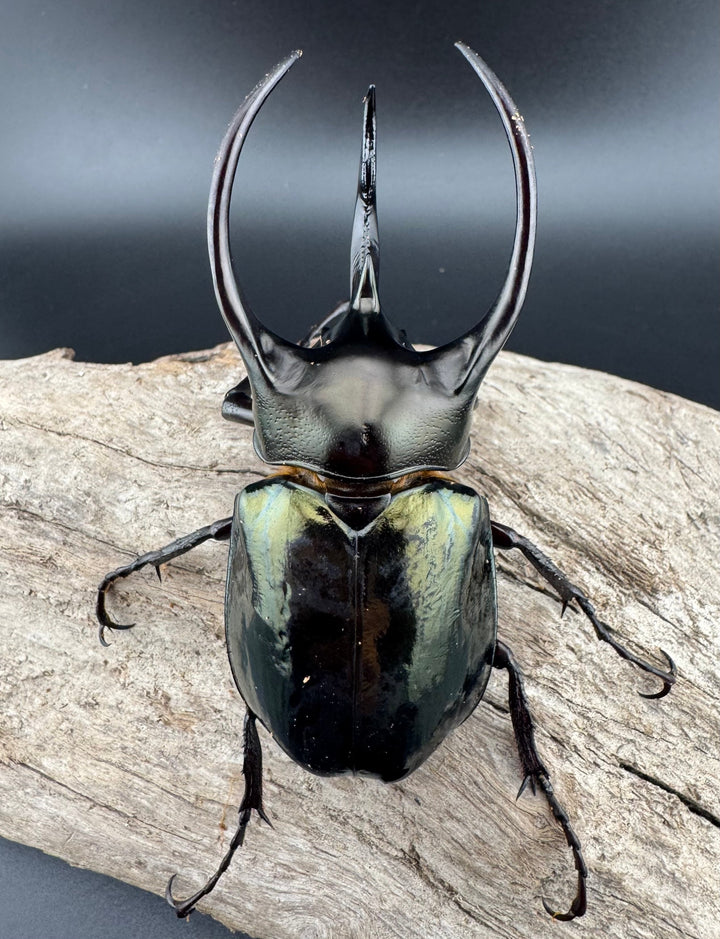 【WD】《ミンダナオアトラスオオカブト キダパワン産 89mm ペア》