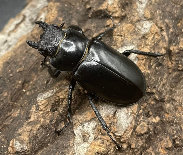 【WD】《ラサミヤマ（チョウセンミヤマ亜種lhasaensis） ♀単》