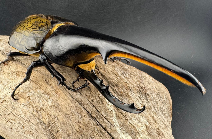 即ブリ《ヘラクレス・ヘラクレス 優良血統 139mm ペア》