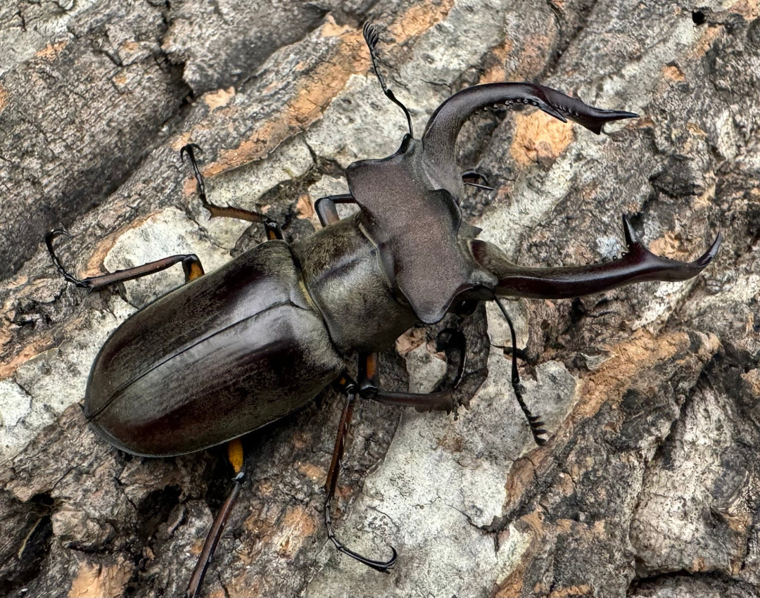 【WD】大型《クラーツミヤマ原名亜種 64mm ペア》