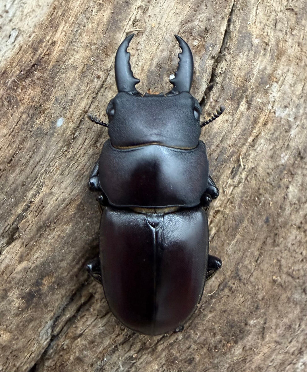 【WD】《ラクノステルヌスヒラタ亜種lumawigorum 34mm ペア》