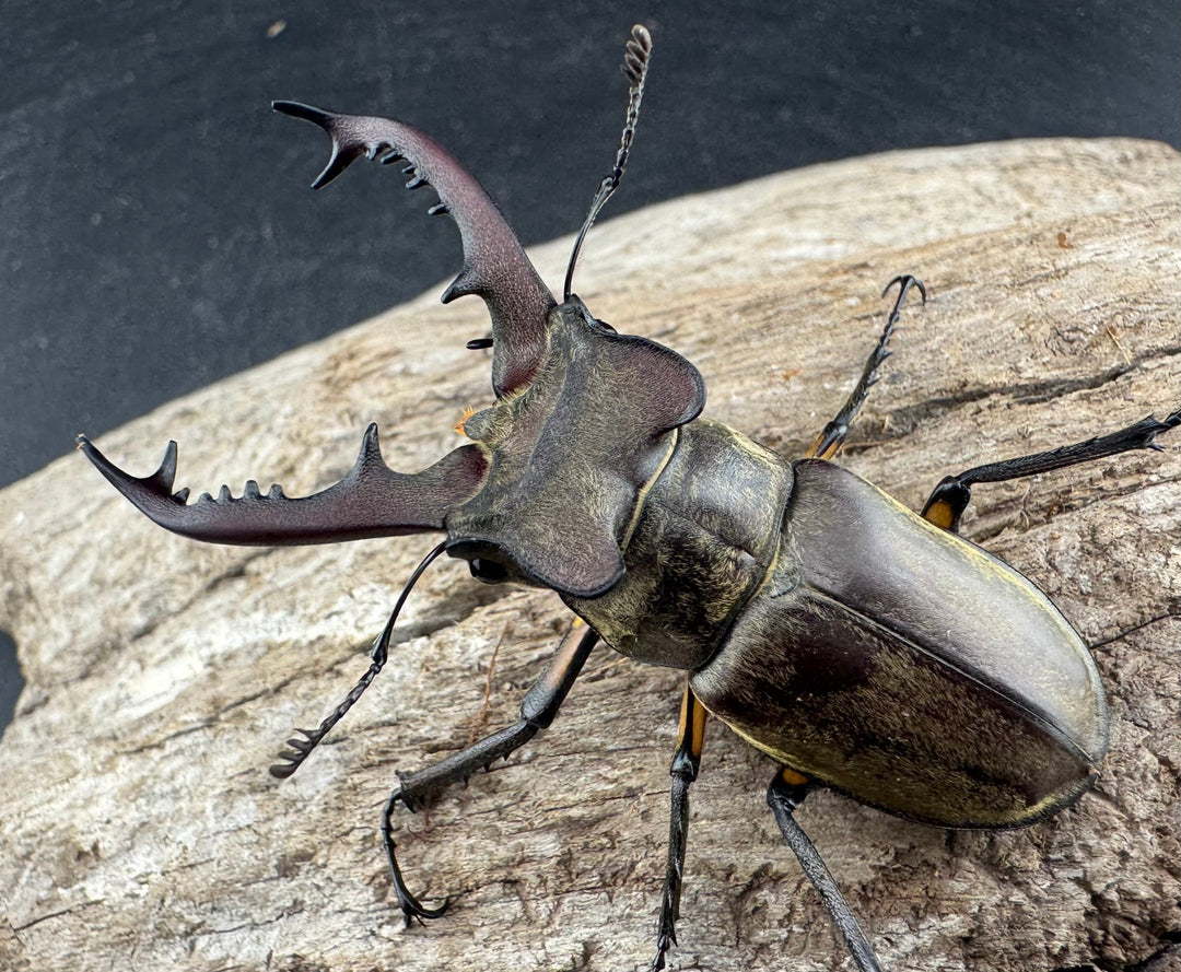 【WD】《ディボウスキーミヤマ原名亜種（チョウセンミヤマ） 遼寧省産 57mm ペア》