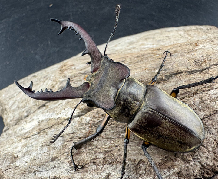 【WD】《ディボウスキーミヤマ原名亜種（チョウセンミヤマ） 遼寧省産 57mm ペア》