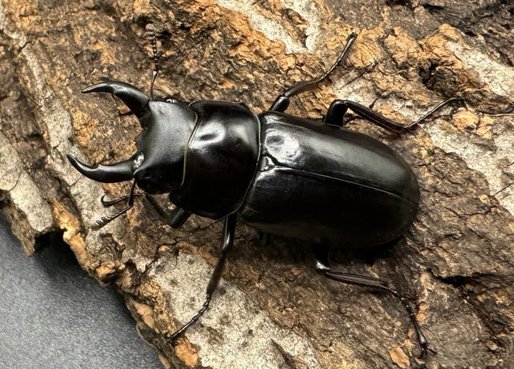 《ドンキエルコクワ亜種ハンプイ（黒ドンキ） 39mm ペア》