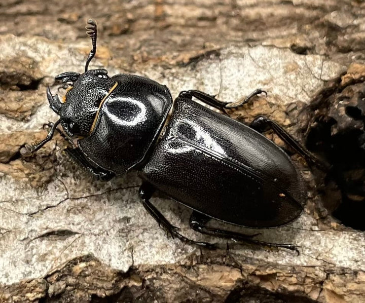 【WD】《グラキリスノコギリヒラタクワガタ 52mm ペア》