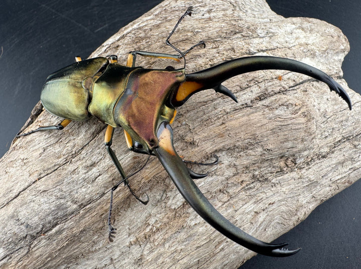 【WD】《エラフスホソアカ 91.5mm ペア》