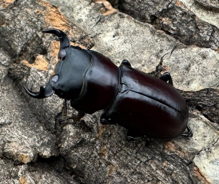 【WD】《ラティオキナティブスコクワ ssp. チベット産 28mm ♂♀♀トリオ》