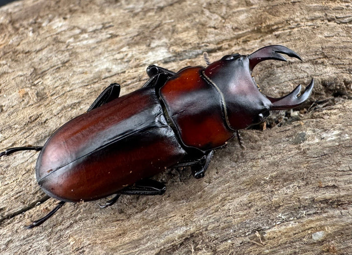 【WD】《アカヘリセスジ 27.5mm ペア》