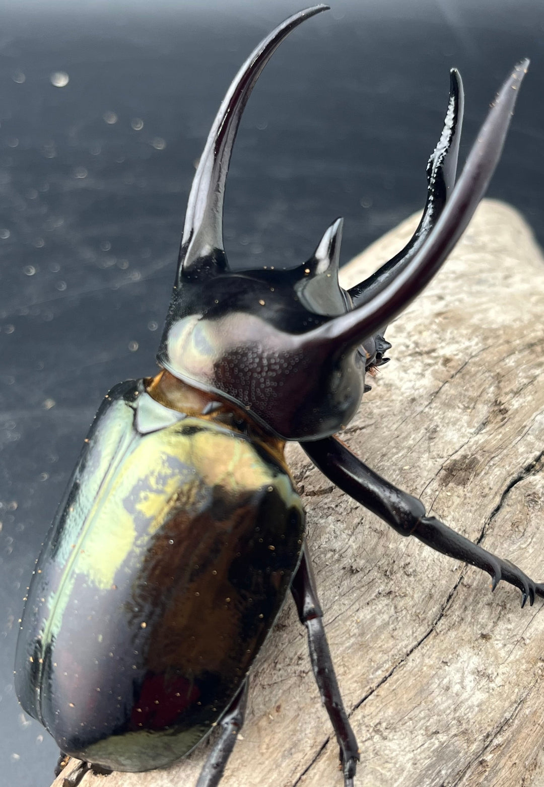 【WD】《ミンダナオアトラスオオカブト マラグサン産 92mm ペア》