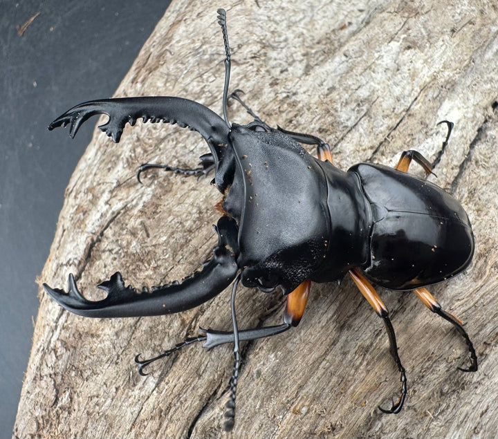 【WD】《インペリアリスツヤ亜種komorii リサル産 67.5mm ペア》